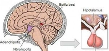 Hipofiz Belirtileri ve Tedavisi Hipofiz Belirtileri ve Tedavisi