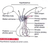 Hipofiz Anatomisi Türleri ve Özellikleri Hipofiz Anatomisi Türleri ve Özellikleri
