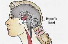 Hipofiz Bezi Ne İşe Yarar? Hipofiz Bezi Ne İşe Yarar?