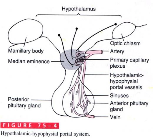 Hipofiz Anatomisi